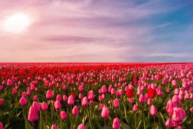Renkli alan lale, Hollanda. Keukenhof park, Hollanda.