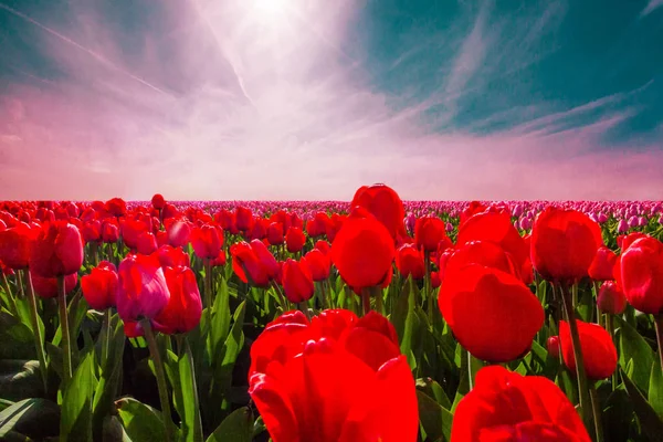 Kolorowe pola tulipanów, Holandia. Park ogród Keukenhof, Holandia. — Zdjęcie stockowe