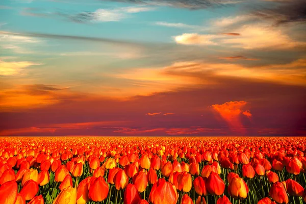 Champ coloré de tulipes, Pays-Bas. Parc Keukenhof, Hollande . — Photo