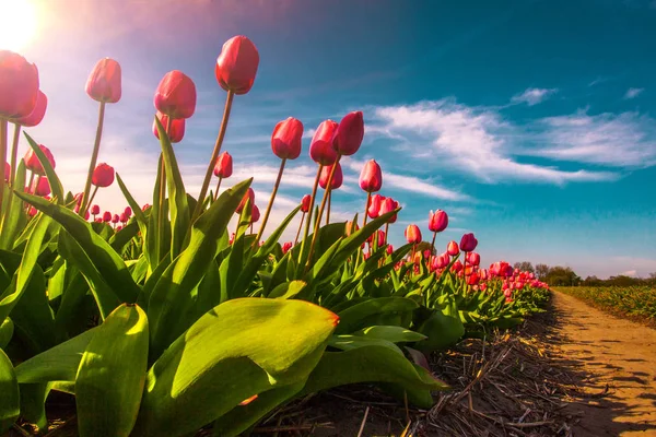 Kolorowe pola tulipanów, Holandia. Park ogród Keukenhof, Holandia. — Zdjęcie stockowe