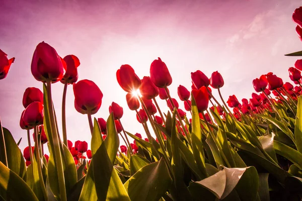 Kolorowe pola tulipanów, Holandia. Park ogród Keukenhof, Holandia. — Zdjęcie stockowe