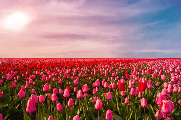 Färgglada fält av tulpaner, Nederländerna. Keukenhof parken, Holland. — Stockfoto