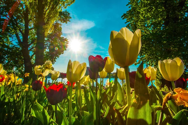 Tulipes contre un ciel bleu et des arbres . — Photo