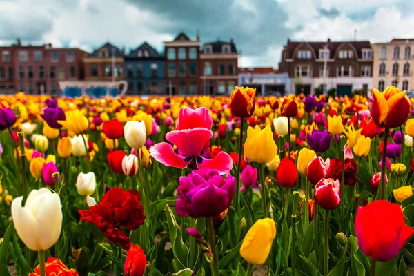 Nézd a szép épületek homlokzatok a központi téren, Delft város, Hollandia — Stock Fotó