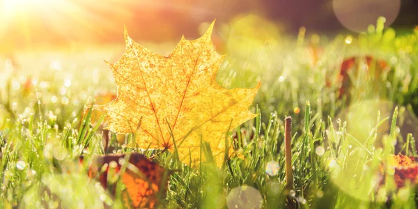 Autumn leaves on grass — Stock Photo, Image