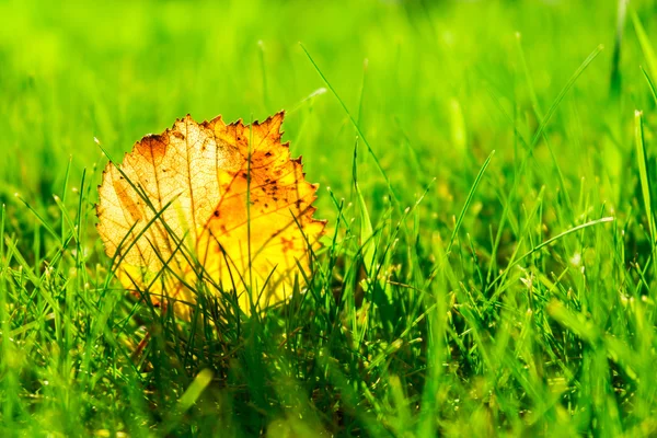 Folhas de outono na grama — Fotografia de Stock