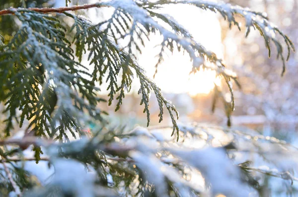 大雪压枝在日落时 — 图库照片