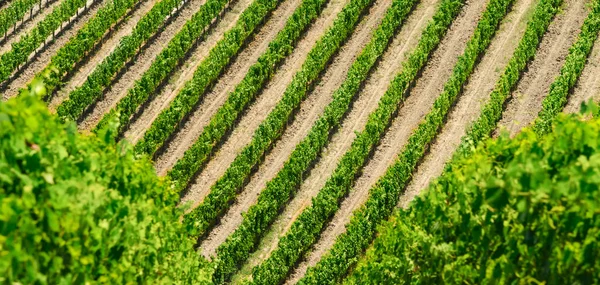 Vineyard lines view — Stock Photo, Image