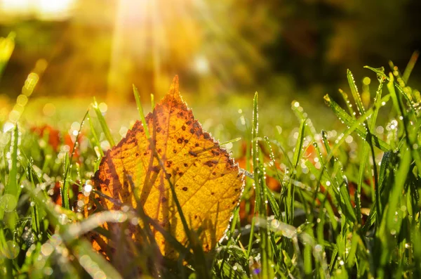 Autumn leaves on grass — Stock Photo, Image