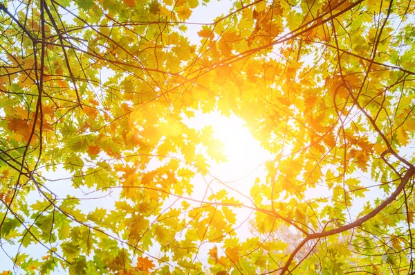 Bunte Herbstblätter — Stockfoto