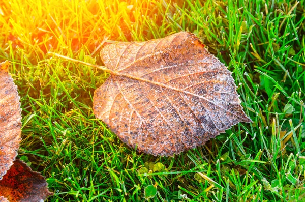 Őszi levelek füvön — Stock Fotó