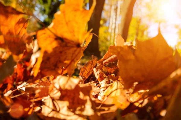Folhas caídas na floresta de outono — Fotografia de Stock