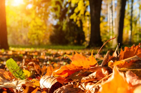 Gevallen bladeren in de herfst bos — Stockfoto