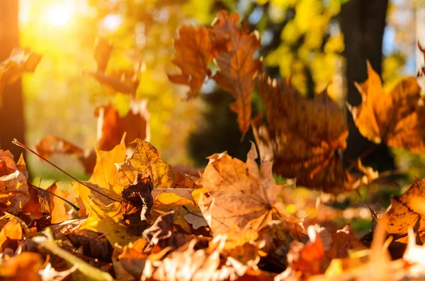 秋の森の落ち葉 — ストック写真