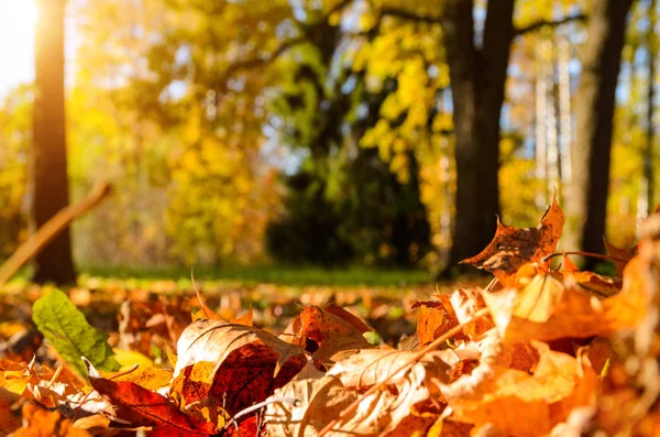 Fallen leaves in autumn forest — Stock Photo, Image