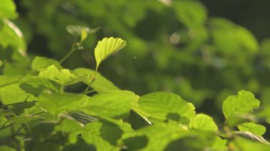 Yaz parkında ağaçlar