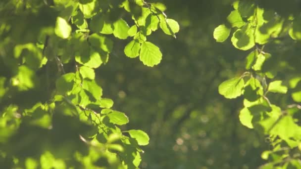 Дерева в літньому парку — стокове відео