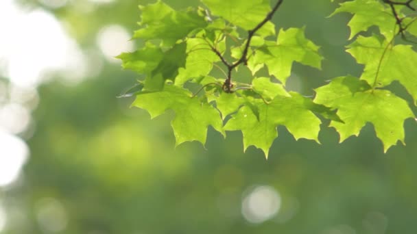 Trees in summer park — Stock Video