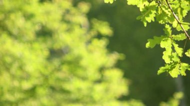 Yaz parkında ağaçlar