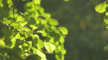 Yaz parkında ağaçlar