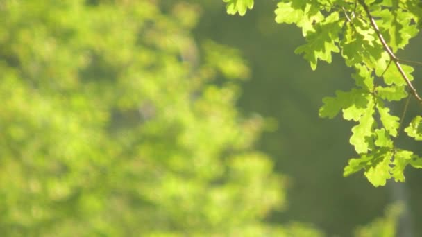 Arbres dans le parc d'été — Video