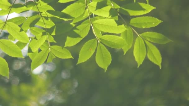 Drzewa w letnim parku — Wideo stockowe