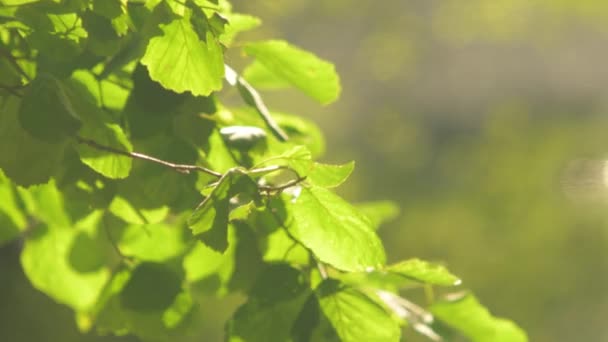 Bomen in het zomerpark — Stockvideo