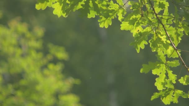 夏天公园里的树 — 图库视频影像