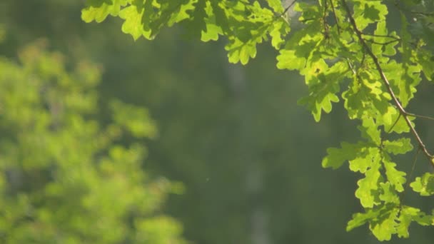 Träd i sommarparken — Stockvideo