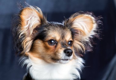 Portre bir altı ay köpek doğurmak Papillon