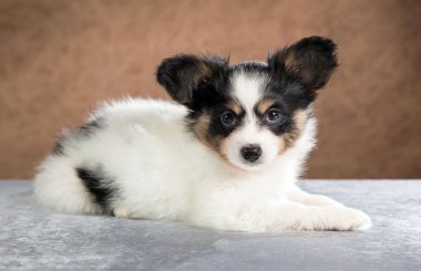 Papillon köpek yavrusu portresi