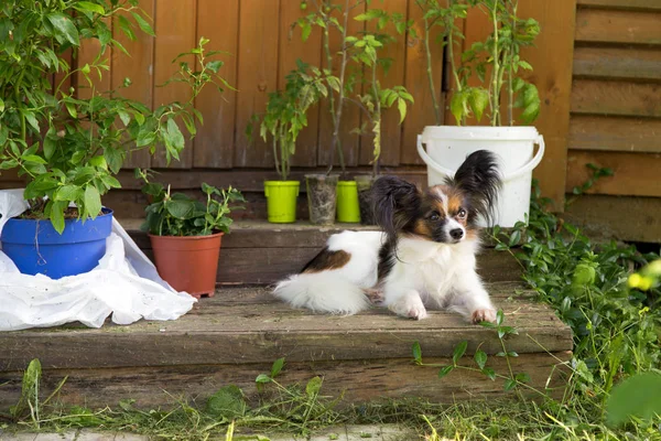 Papillon dog on a porch of wooden house — Stock Photo, Image