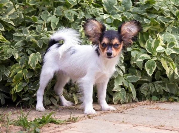 Porträtt av en fyra månader gammal Papillon valp — Stockfoto