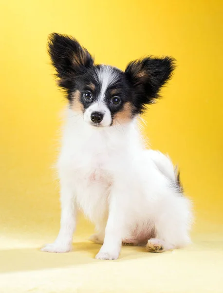 Retrato de um cachorro Papillon — Fotografia de Stock