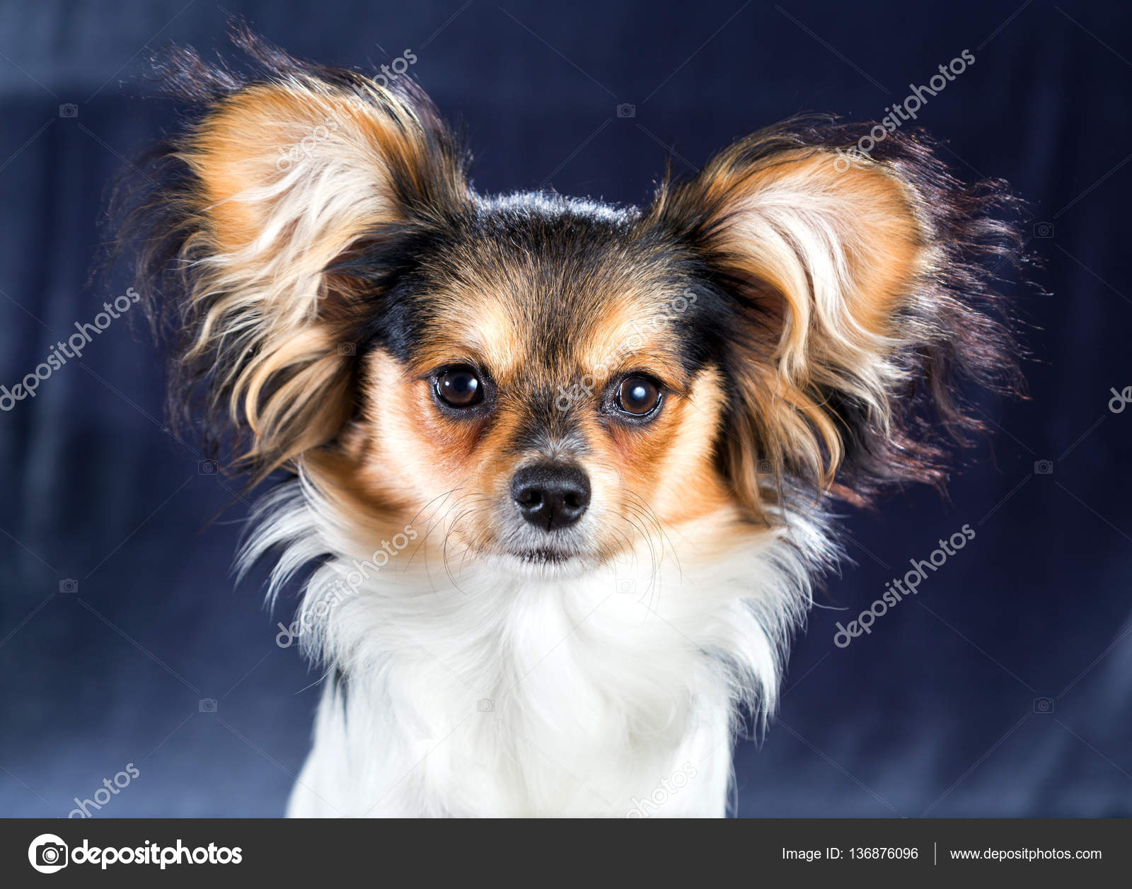Portrait Dun Chien De Race Papillon Photographie Laures