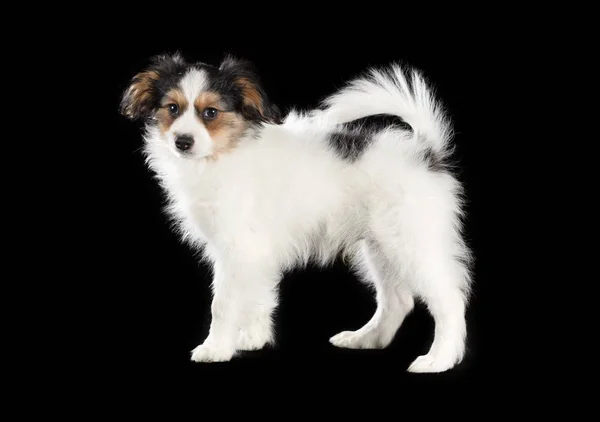 Portrait d'un chiot Papillon — Photo