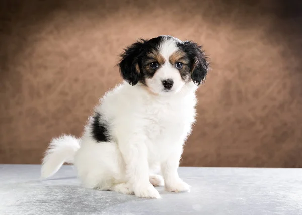 Portret van een pup van Papillon — Stockfoto