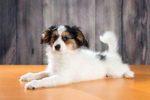 パピヨン子犬の肖像画 — ストック写真