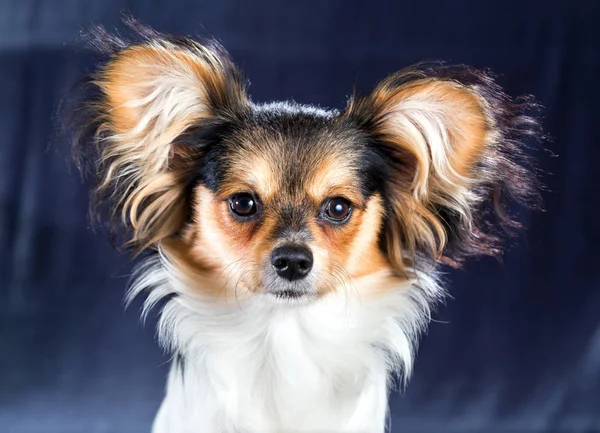 Portret van een hondenras Papillon — Stockfoto