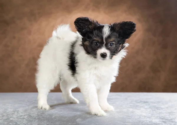 Retrato de un cachorro de Papillon — Foto de Stock