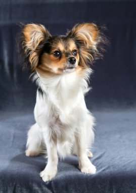 Portre bir altı ay köpek doğurmak Papillon