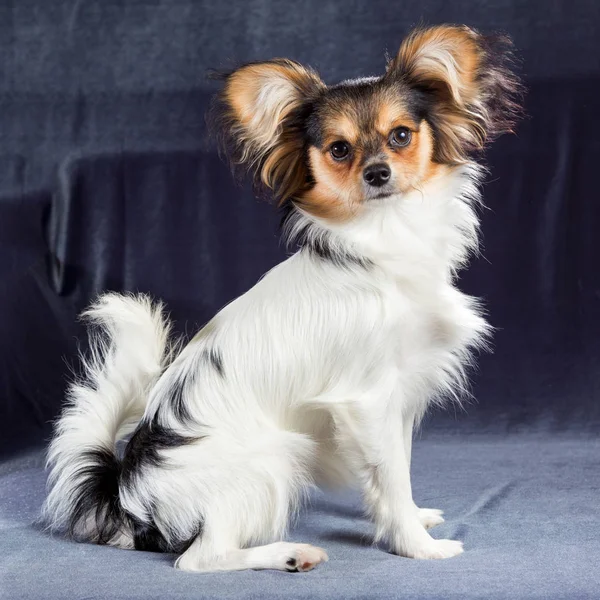 Portrait of a six months dog breed Papillon — Stock Photo, Image