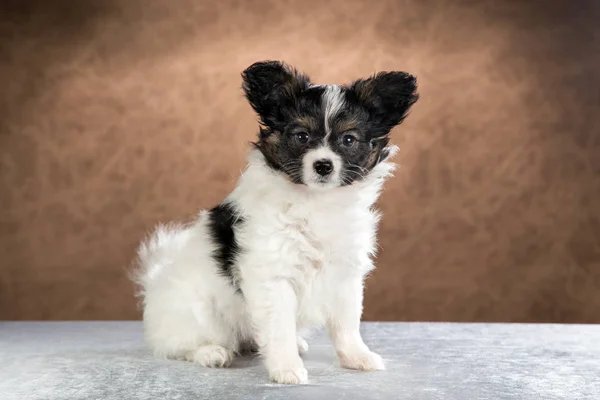 Retrato de um cachorro Papillon — Fotografia de Stock