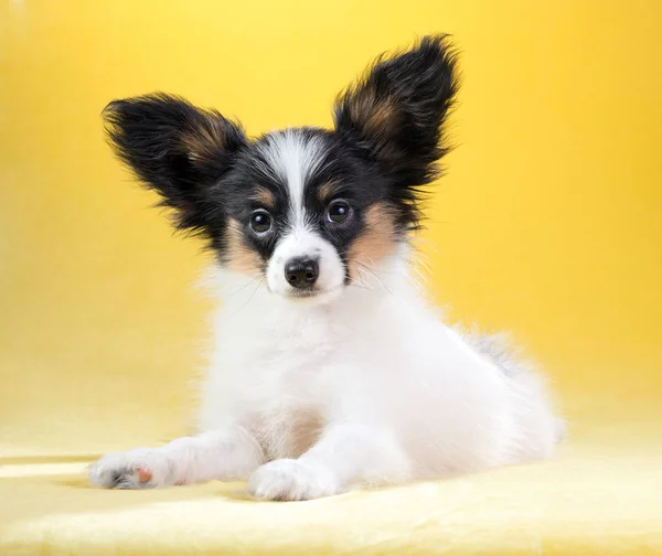 Portret szczeniaka Papillon — Zdjęcie stockowe