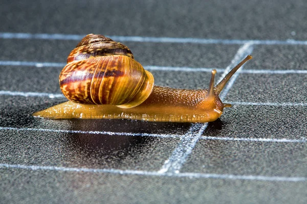 Snail on the athletic track — Stock Photo, Image