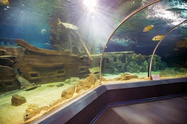 Sotsji Discovery World Aquarium. Rusland — Stockfoto