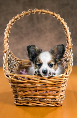 Pupilion köpek yavrusu bir hasır sepet içinde