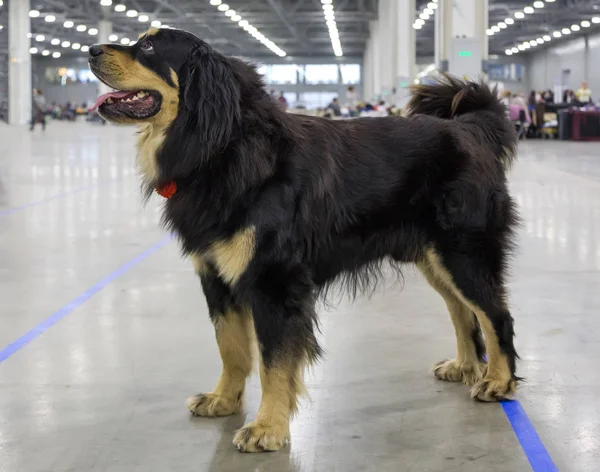 布里亚特蒙古猎狼犬也被称为 Hotosho — 图库照片