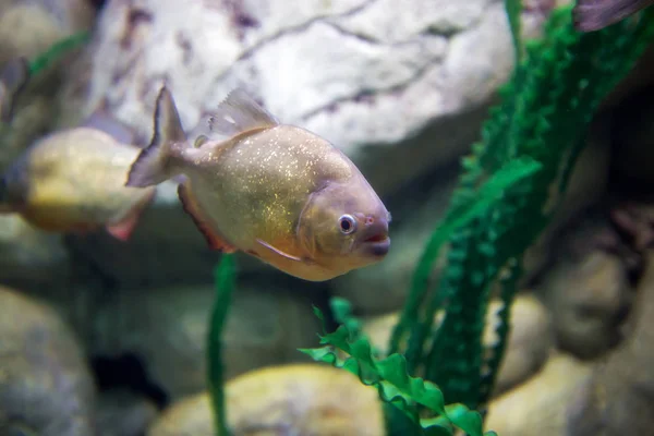 Predatory fish piranha — Stock Photo, Image