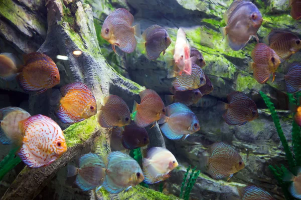 Beautiful discus fishes in water — Stock Photo, Image